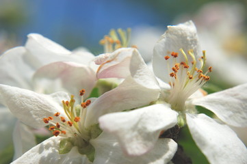 kwiaty jabłoni © Darios