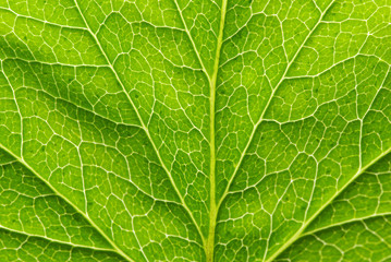 green leaf texture