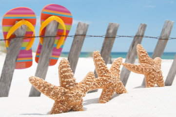 starfish by flip flops
