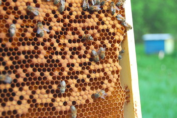 ramka pszczela - obrazy, fototapety, plakaty