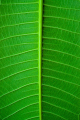Green leaf background