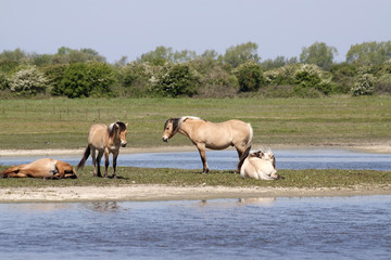 Horses on an Island
