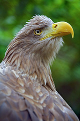 The head of an eagle