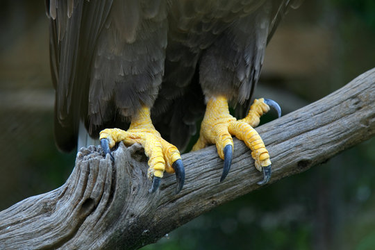 Eagle feet