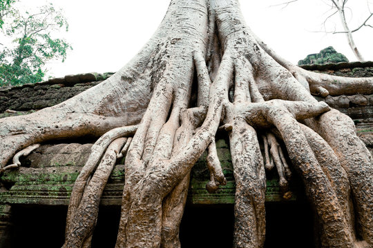 Overgrowned trees at Ta Prohm Temple, Cambodia