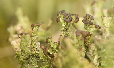 Cladonia