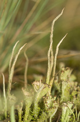 Cladonia