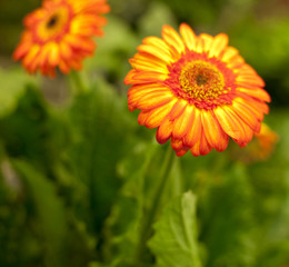 marguerite orange
