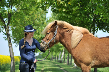 Fototapeta premium Islandpony