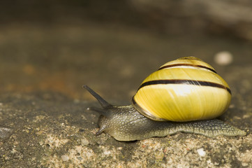 Snail