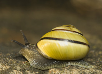 Snail