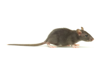 rat