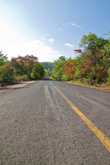 Fototapeta na wymiar Road and Collorful of Tree in Countryside of Thailand
