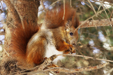 squirrel