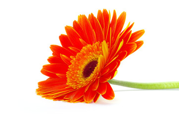 gerbera flower