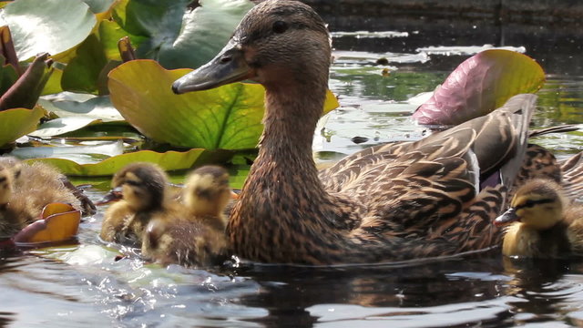 Entenfamilie im Teich