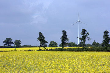 Windkraftanlage und Rapsfeld