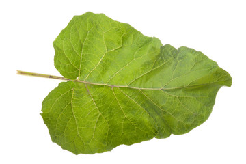 Burdock leaf