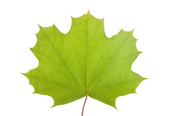 maple leaf
