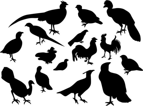 fifteen black birds on white