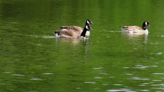 Trois oies Bernache du Canada (Branta canadensis) nageant