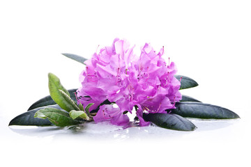 Pink rhododendron on a white background