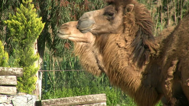 Camel