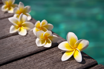 Fototapeta na wymiar Frangipani kwiaty na brzegu basenu