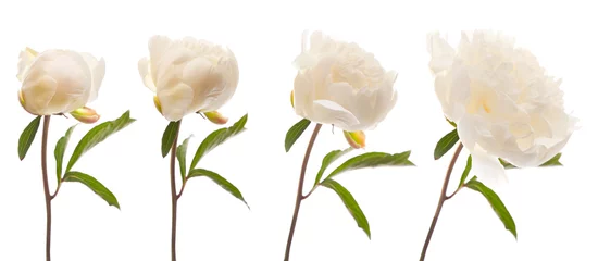 Fotobehang Pioenrozen white peony  © Tamara Kulikova