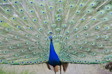 Obraz premium blue peafowl
