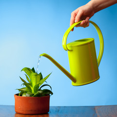 hand watering a plant with watering-can