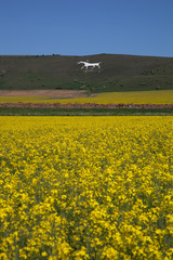The white Horse