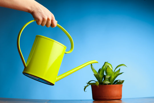 Hand Watering A Plant With Watering-can