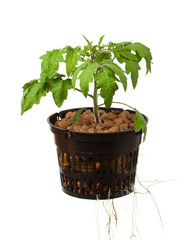 young tomato plant with roots, isolated on white