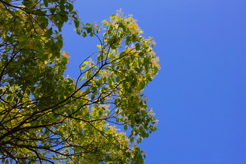 新緑と青空