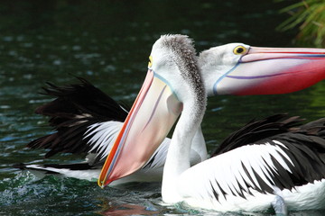Australian pelican has a rest in the Perth Zoo