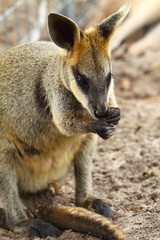 Naklejka na ściany i meble Kangaroo w Australii