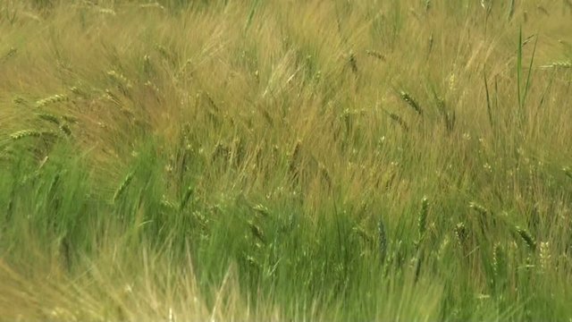 Vagues d'orge dans un champ avec un vent fort
