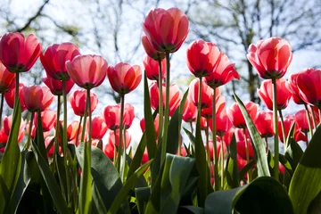 Crédence de cuisine en verre imprimé Tulipe Tulipes