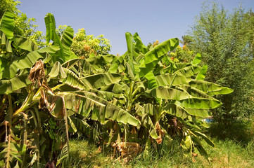 Plantation of banana palm trees