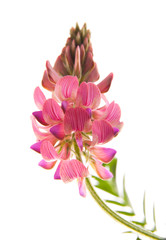 Fototapeta premium flowering Sainfoin, Onobrychis viciifolia