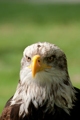 sea eagle