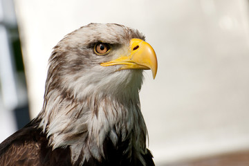 sea eagle