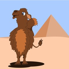 Camel with pyramids