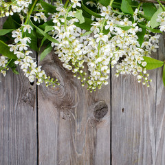 Bird cherry branch on wooden surface