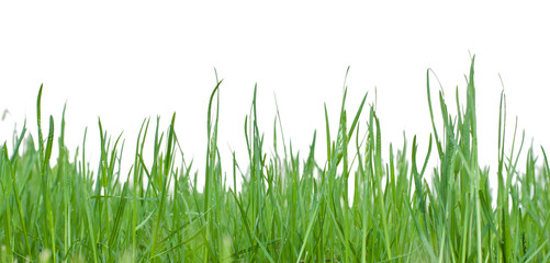 Fototapeta premium Green grass