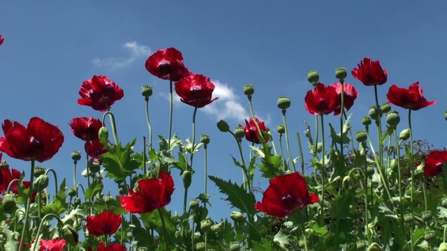Pavot d'Orient (Papaver orientale)