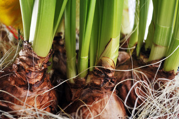 daffodil bulbs