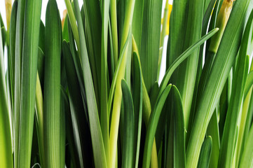 Fototapeta premium yellow daffodil buds