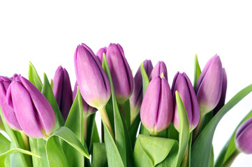 violet tulips